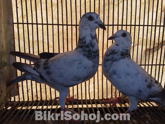 আফসান বাঘা গ্রিজিল জোড়া